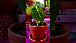 Plants With Heart Shaped Leaves plants indoorplants shorts [upl. by Eadnus]