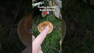 BrownRollrim paxillusinvolutus paxillus inedible poisonous poisonousmushroom foraging wild [upl. by Faso]