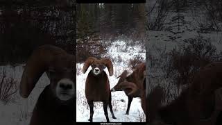 Bighorn Rams Fighting over a Female During the Rut [upl. by Averi2]