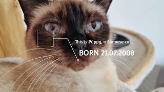 Mein Kanal auf Youtube Siamkatzen siamesecat Chinesische Schopfhunde dogs chinese crested [upl. by Narcho]