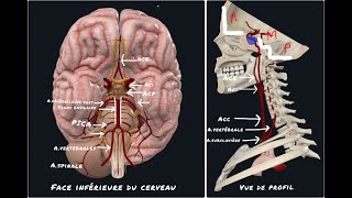 7mins pour comprendre la VASCULARISATION DU CERVEAU [upl. by Machute]