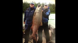 Giant King Salmon [upl. by Edie]