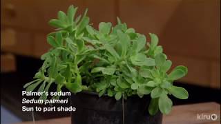 Plants for Shade with Swings of Sun Tim Kiphart Central Texas Gardener [upl. by Cristiano771]