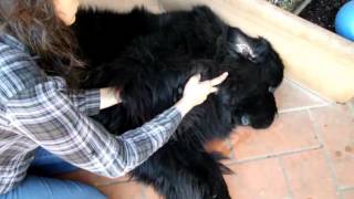 Web Newfoundland dog with elbow OCD [upl. by Ahsam619]