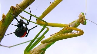 Giant Praying Mantis Found Redback Spider Vs Mantis Preview Spider Study [upl. by Hteazile]