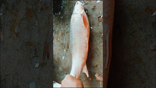 Fastest big mrigel fish cutting skills expertfishcutterinfishmarket [upl. by Bing]