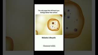 Maleria Life Cycle 🗣️   pharmacy shoerts [upl. by Tenaj]