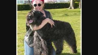 BOUVIER DES FLANDRES  ALOY du Clos de la Luette  htttpwwwbouviersdesflandreschiotscom [upl. by Aniat192]