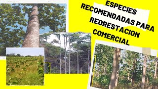 Especies recomendadas para la Reforestación Comercial [upl. by Berton37]