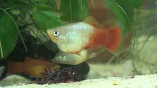 Platy Xiphophorus maculatus and Xiphophorus variatusmp4 [upl. by Beckman815]