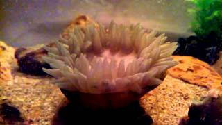 Eating sea anemone [upl. by Marquis]