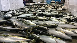 Amazing Gian Yellowtail Farm in Japan  Catch Clean Cutting and fillet Fish For Sashimi [upl. by Igal]