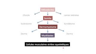 Du mésoderme aux cellules musculaires striées squelettiques [upl. by Reppart164]