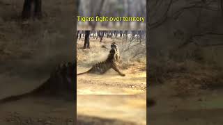 Tigers fighting over territory shorts tiger feed youtubeshorts viral nature animals fight [upl. by Clo433]