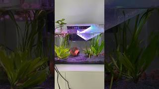 aquariumfish filter music fishtank fishaquarium Hitopaquarium aquariumlight [upl. by Annor]