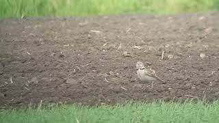 Kalanderleeuwerik Calandra Lark Ouddorp NL 25042019 [upl. by Aciraa]