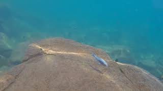 Swimming With Cichlids  Ophthalmotilapia ventralis chituta [upl. by Nylemaj569]