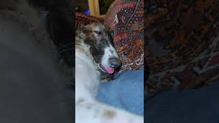 Moose Galoot has this technique mastered borzoi tongue unhinged moose russian cute doglife [upl. by Aitercal]