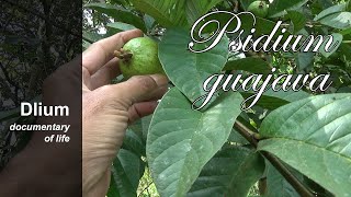 Common guava Psidium guajava  part 1 [upl. by Sakhuja]