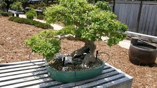 Learning How to Grow a Ligustrum Bonsai [upl. by Trumaine]