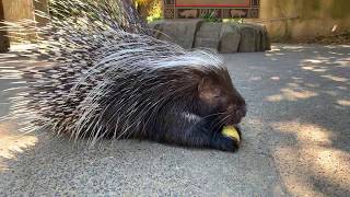 Meet African Crested Porcupine Nolina [upl. by Adnoyek421]