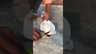 Kabutar ki gardan kaat diya 😱😭  subscribe me  shorts viral kabutar pigeon [upl. by Dallas]