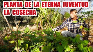 PLANTA DE LA ETERNA JUVENTUD SU COSECHA BENEFICIOS Y CURIOSIDADES [upl. by Etnoek]