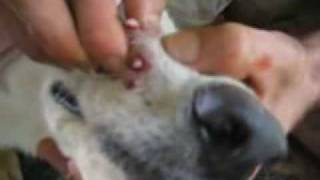 10 Botflies Removed From Dogs Snout [upl. by Syst]