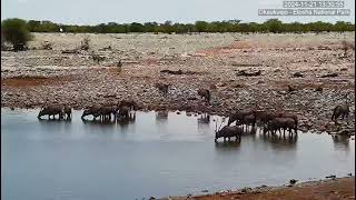 Gemsbok Oryx Herd [upl. by Etyak69]