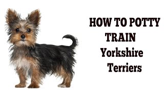 How To Easily House Train Yorkie [upl. by Lianna501]