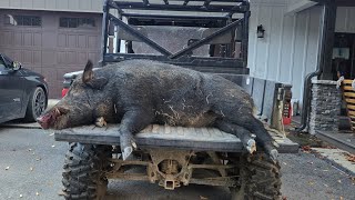 Beast Broadhead VS a 291Pound Pig Broadhead test [upl. by Okemak]