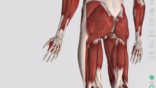 Skeletal Muscles  Complete Anatomy [upl. by Enilorac441]