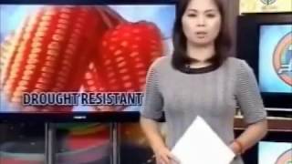 TV PATROL  Launch of Advanta GM corn in Philippines [upl. by Terzas]