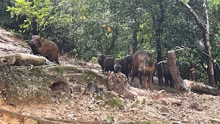 LOTS OF WILD PIG 🐖 🐖 🐖 [upl. by Kanya]