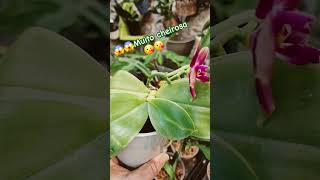 Phalaenopsis botanique 🥰 business orchidaceae plantas flowersorchidbrasilplantsorquideapedia [upl. by Eiral]