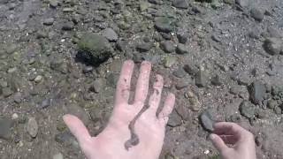 How to Find Bloodworms amp Sandworms  Catching Fluke with Gulp Mullet [upl. by Almond]