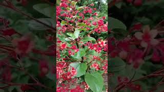 समई  Clerodendrum paniculatum the pagoda flower auraconservationpark agriculture leafygreen [upl. by Nomed]