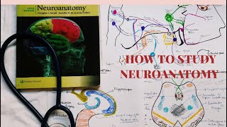 HOW TO STUDY NEUROANATOMY IN MEDICAL SCHOOL [upl. by Eiser]