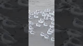 Sanderlings Ocean Beach  San Francisco [upl. by Anayad]