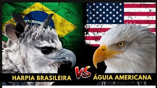 HARPIA BRASILEIRA vs ÁGUIA AMERICANA Qual será a águia suprema [upl. by Adnolay450]