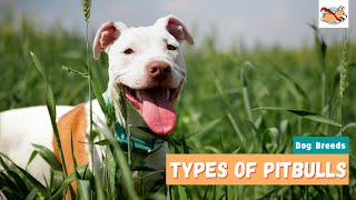 Types of Pitbulls A Complete Guide To All the Pitbull Dog Breeds [upl. by Kelcey]