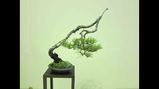 Bunjin  Bonsai Style Series [upl. by Charin]