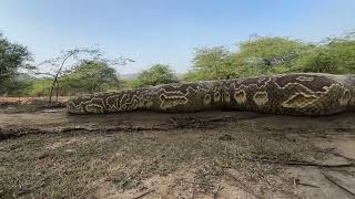 Biggest Python Ever Found [upl. by Marmion]