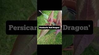 Plant Profile Persicaria Red Dragon [upl. by Chandra]