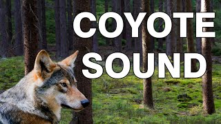 Coyote Sound Effect  Coyote Sounds at Night  Coyote Howl audio  Wolf Howling Sound Effect  HQ [upl. by Inge]