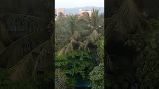 हरे भरे trees in Mahape navimumbai [upl. by Feeley]