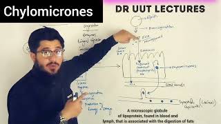 what are chylomicrones  chylomicron [upl. by Gauthier]