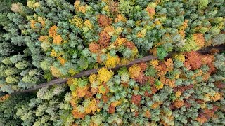 Drohnenflug über den Herbstwald hier [upl. by Torbert201]