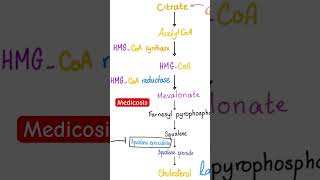 How your body makes Cholesterol from scratch De novo cholesterol synthesis pathwayFat LipidBio [upl. by Bergin959]