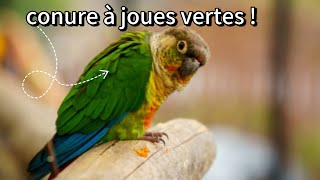 tout savoir sur les conure à joues vertes [upl. by Ecyned232]